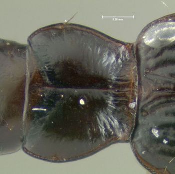 Media type: image;   Entomology 602220 Aspect: pronotum dorsal